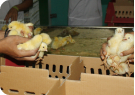 Maksimalkan Genetik Broiler